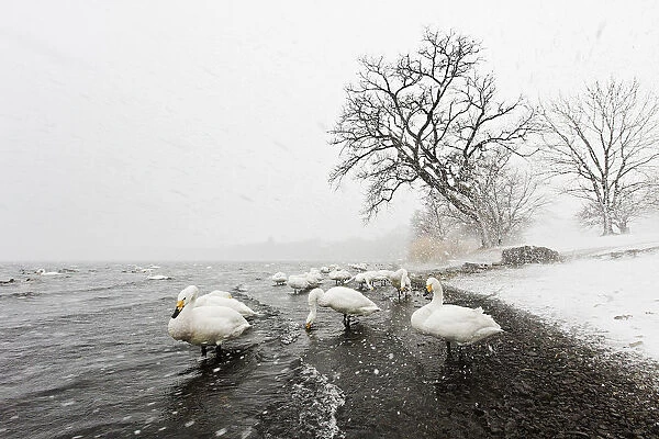 Whooper swans in snowstorm, Lake Kussharo shores, Hokkaido