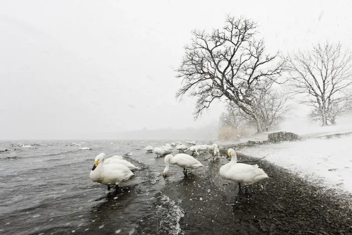 Framed Print : Whooper swans in snowstorm, Lake Kussharo shores, Hokkaido Framed Print : Whooper swans in snowstorm, Lake Kussharo shores, Hokkaido