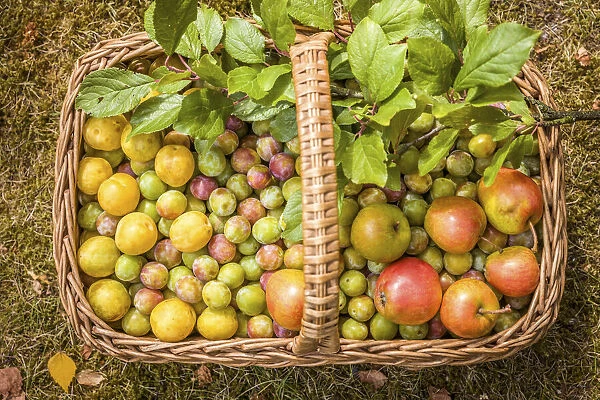 Wicker basket with collected mirabelle plums and apples, Niedernhausen, Taunus, Hesse