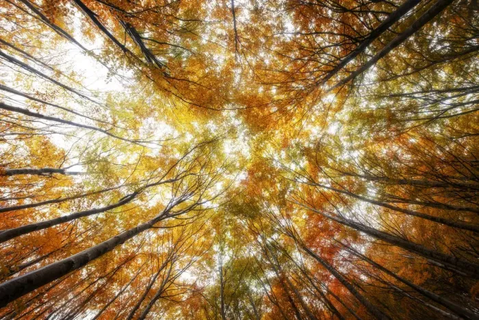 Framed Print : Wide perspective of the forest during the autumn foliage, Tuscany, Italy Framed Print : Wide perspective of the forest during the autumn foliage, Tuscany, Italy