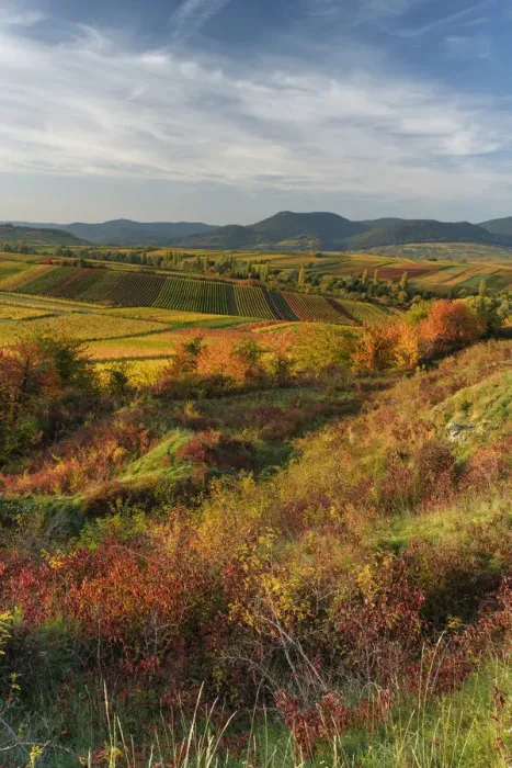 Framed Print : Wide view over beautiful colored vineyards in autumn, Landau, Southern Wine route, South Palatine, Rhineland-Palatine, Germany Framed Print : Wide view over beautiful colored vineyards in autumn, Landau, Southern Wine route, South Palatine, Rhineland-Palatine, Germany