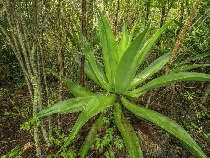 Framed Print : Wild Agave (Agave caymanensis) in forest habitat on Grand Cayman, Cayman Islands, British West Indies. Also known as Century Plant Framed Print : Wild Agave (Agave caymanensis) in forest habitat on Grand Cayman, Cayman Islands, British West Indies. Also known as Century Plant