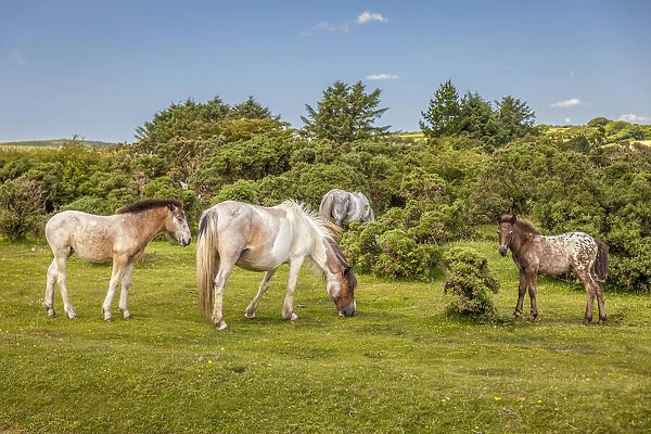 Wild Bodmin Moor ponies at St Neots, Cornwall, England