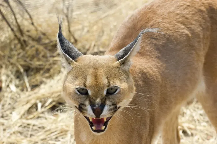 Framed Print : Wild Caracal Cat, Namibia, Africa Framed Print : Wild Caracal Cat, Namibia, Africa