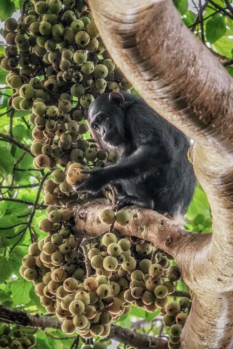 Framed Print : Wild chimp eating figs in kibale forest national park, Uganda Framed Print : Wild chimp eating figs in kibale forest national park, Uganda