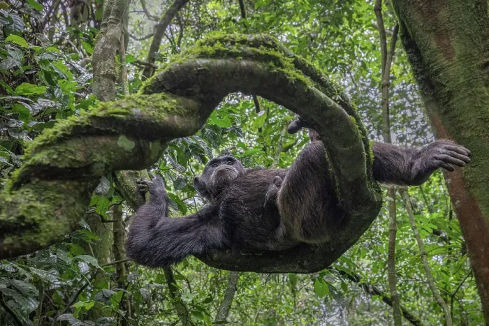 Framed Print : Wild chimp in Kibale forest national park, Uganda Framed Print : Wild chimp in Kibale forest national park, Uganda