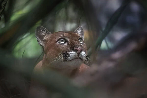 A wild cougar in Corcovado National Park, Costa Rica