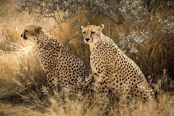 wild couple of cheetah in Namibia, Africa