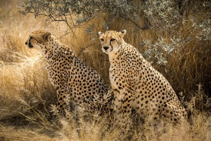 Framed Print : wild couple of cheetah in Namibia, Africa Framed Print : wild couple of cheetah in Namibia, Africa