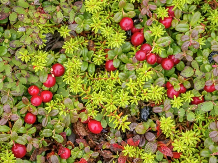 Framed Print : Wild Cranberries on the tundra in Nunavik, Quebec, Canada