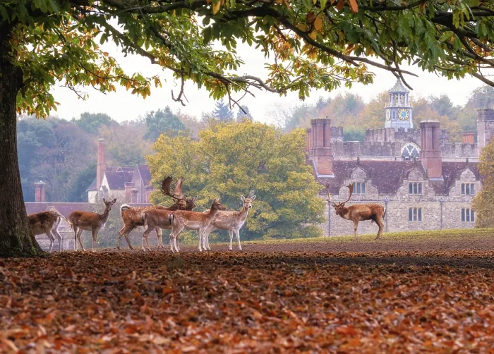 Framed Print : Wild deer herd during rutting season with Knole country house in the background, Knole, Kent, England Framed Print : Wild deer herd during rutting season with Knole country house in the background, Knole, Kent, England