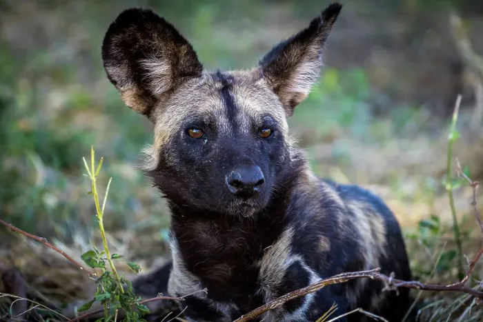 Framed Print : Wild dog, Lower Zambezi National Park, Zambia Framed Print : Wild dog, Lower Zambezi National Park, Zambia