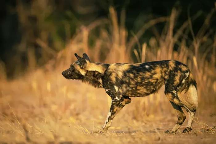Framed Print : Wild Dog, Mana Pools National Park, Zimbabwe