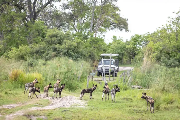 Framed Print : Wild Dog, Okavango Delta, Botswana Framed Print : Wild Dog, Okavango Delta, Botswana