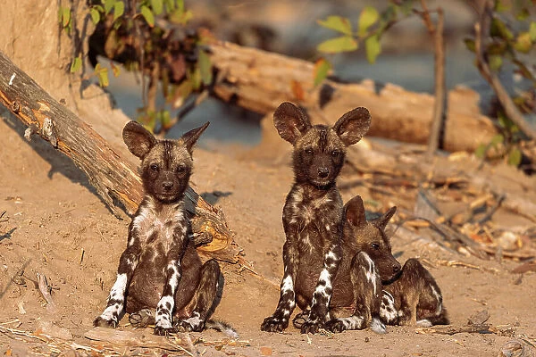 Wild Dog puppies, Okavango Delta, Botswana