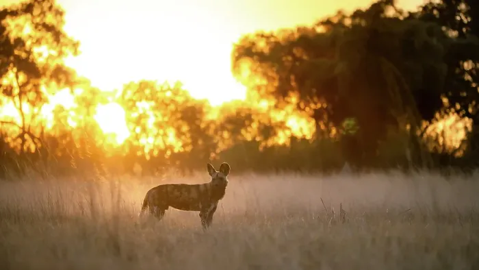 Framed Print : Wild Dog at sunset, Okavango Delta, Botswana Framed Print : Wild Dog at sunset, Okavango Delta, Botswana