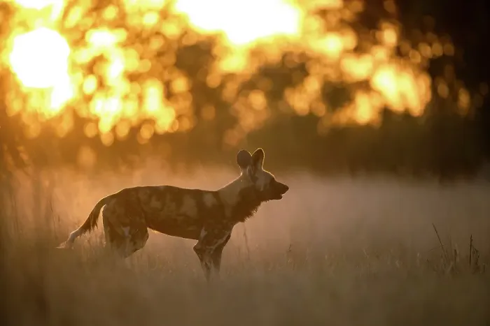 Framed Print : Wild Dog at sunset, Okavango Delta, Botswana Framed Print : Wild Dog at sunset, Okavango Delta, Botswana