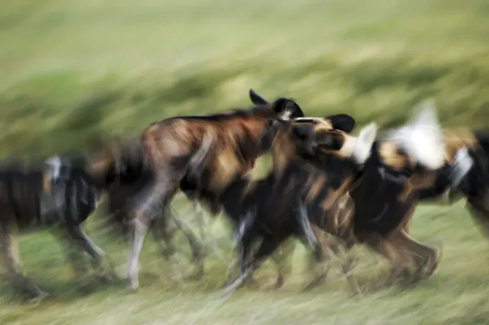 Framed Print : Wild dogs feeding on young wildebeeste, Piyaya, Tanzania Framed Print : Wild dogs feeding on young wildebeeste, Piyaya, Tanzania