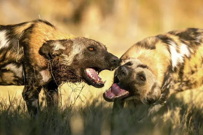 Framed Print : Wild Dogs greeting each other, Okavango Delta, Botswana Framed Print : Wild Dogs greeting each other, Okavango Delta, Botswana