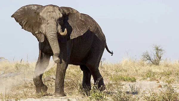 Wild elephant playing with sand and mud, Botswana, Africa