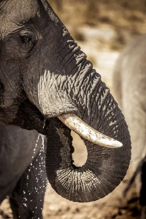 Framed Print : Wild elephant portrait, Botswana, Africa Framed Print : Wild elephant portrait, Botswana, Africa