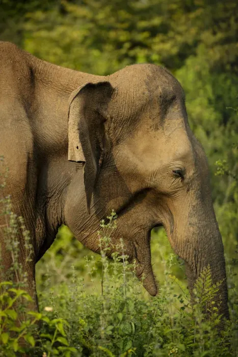 Framed Print : Wild Elephants in Uda Walawe National Park, Uva Province, Sri Lanka, Asia Framed Print : Wild Elephants in Uda Walawe National Park, Uva Province, Sri Lanka, Asia