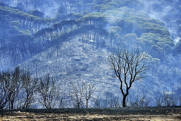Wild fires in the Arrabida Nature Park. Palmela, Portugal