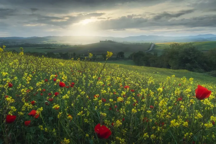 Framed Print : Wild flower meadows in Tuscany, Italy Framed Print : Wild flower meadows in Tuscany, Italy