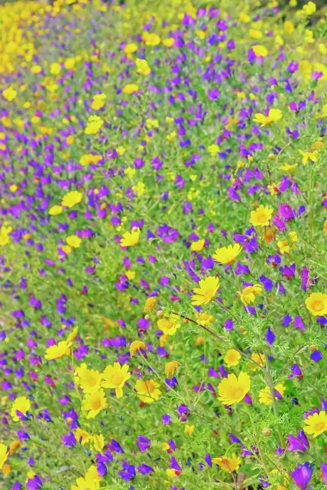 Framed Print : Wild flowers blooming, Syracuse, Sicily, Italy Framed Print : Wild flowers blooming, Syracuse, Sicily, Italy