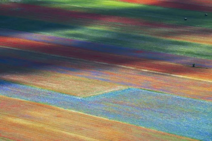 Framed Print : Wild flowers growing in colourful strips Appennines, Italy