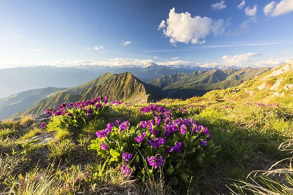 Wild flowers on Monte Azzarini with Monte Disgrazia and Pedena in the background
