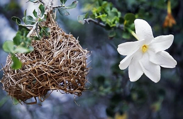 Wild frangipani flower and buffalo weavers nest