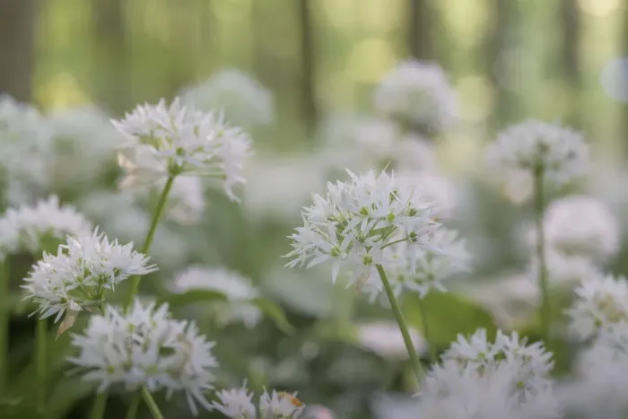 Framed Print : wild garlic (Allium ursinum) close-up, Hainich National Park, Thuringia, Germany Framed Print : wild garlic (Allium ursinum) close-up, Hainich National Park, Thuringia, Germany