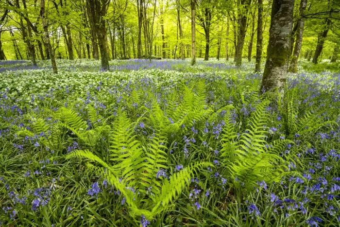 Framed Print : Wild Garlic & Bluebells, Cornwall, England Framed Print : Wild Garlic & Bluebells, Cornwall, England