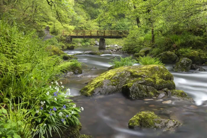 Framed Print : Wild garlic and bluebells flowering on the banks of the East Lyn River at Watersmeet Framed Print : Wild garlic and bluebells flowering on the banks of the East Lyn River at Watersmeet