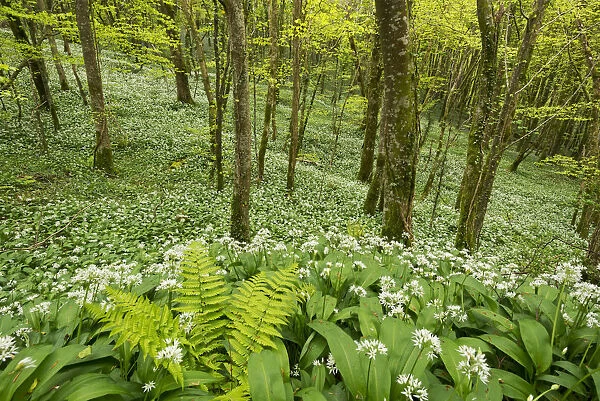Wild garlic and ferns growing in a Cornish woodland in spring time, Looe, Cornwall