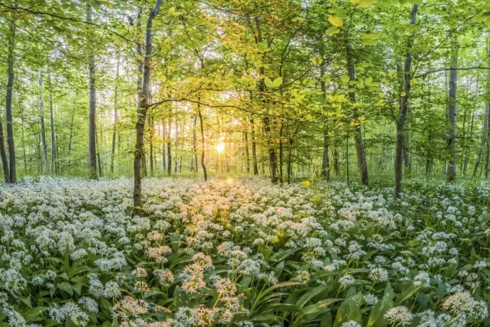 Framed Print : Wild garlic in the forest of the Kuhkopf Knoblochsau nature reserve near Stockstadt, Hesse, Germany Framed Print : Wild garlic in the forest of the Kuhkopf Knoblochsau nature reserve near Stockstadt, Hesse, Germany