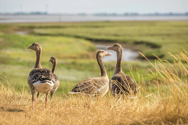 Wild geese on the salt marshes of Spiekeroog, East Frisian Islands, East Frisia, Lower Saxony, Germany