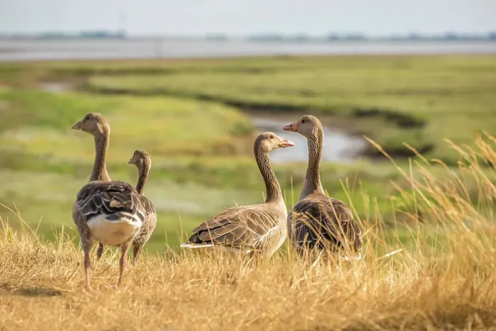 Framed Print : Wild geese on the salt marshes of Spiekeroog, East Frisian Islands, East Frisia, Lower Saxony, Germany