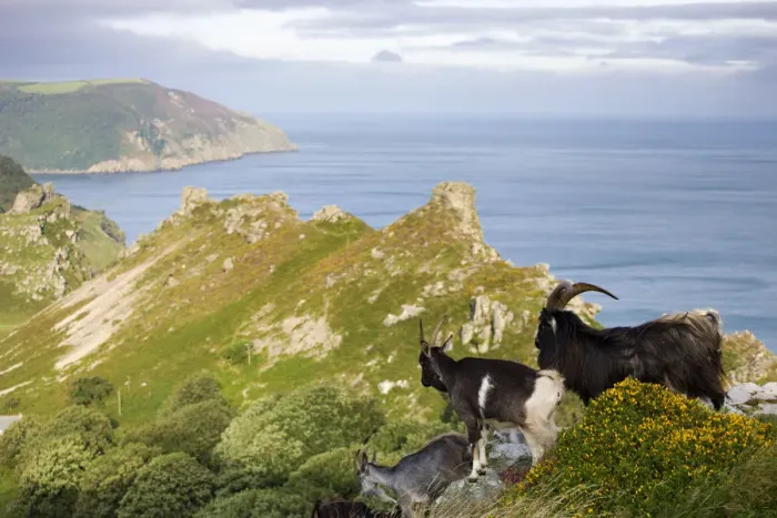 Framed Print : Wild goats roaming the clifftops at Valley of Rocks, Exmoor National Park, Devon, England Framed Print : Wild goats roaming the clifftops at Valley of Rocks, Exmoor National Park, Devon, England