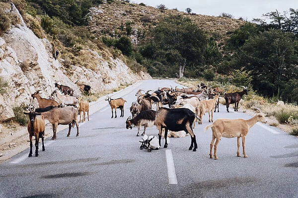 wild goats and sheep on the road near the Plateau de Coscione, Corsica