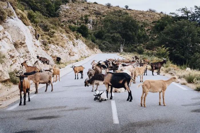 Framed Print : wild goats and sheep on the road near the Plateau de Coscione, Corsica Framed Print : wild goats and sheep on the road near the Plateau de Coscione, Corsica