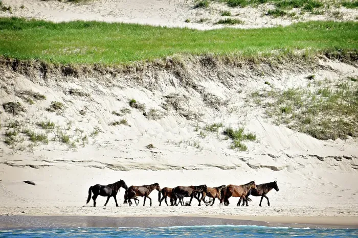 Framed Print : Wild horese walk the beach on Sable Island, Nova Scotia, Canada Framed Print : Wild horese walk the beach on Sable Island, Nova Scotia, Canada