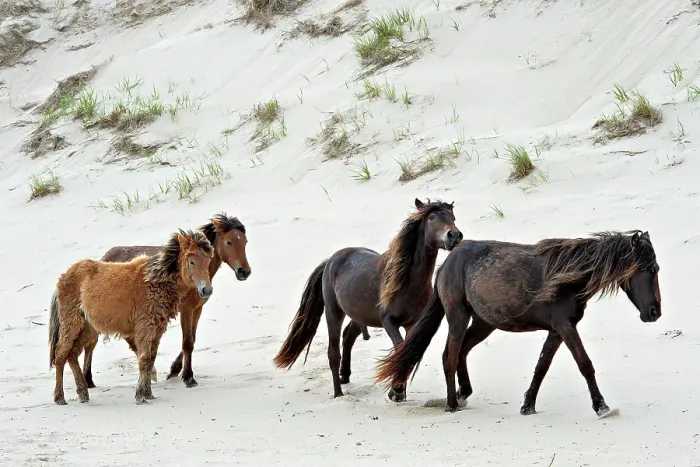 Framed Print : Wild horse family walks on the beach on Sable Island, Nova Scotia, Canada Framed Print : Wild horse family walks on the beach on Sable Island, Nova Scotia, Canada