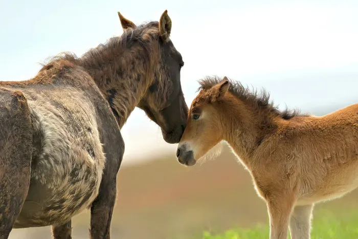 Framed Print : A wild horse and her foal on Sable Island, Nova Scotia, Canada Framed Print : A wild horse and her foal on Sable Island, Nova Scotia, Canada