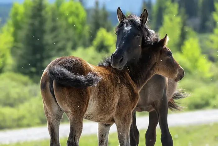 Framed Print : Wild horse and her fowl iin Alberta, Canada