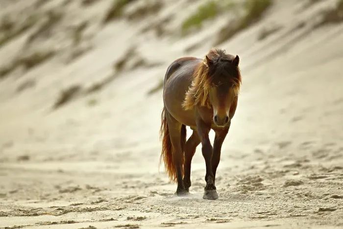 Framed Print : A wild horse walking on the beach on Sable Island, Nova Scotia, Canada Framed Print : A wild horse walking on the beach on Sable Island, Nova Scotia, Canada