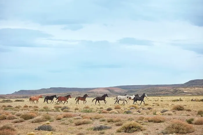 Framed Print : Wild horses in the Patagonian steppe, Bosques Petrificados de Jaramillo National Park, Santa Cruz, Deseado, Patagonia, Argentina