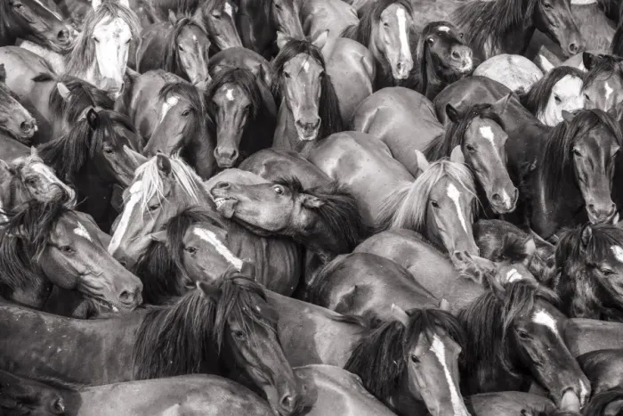 Framed Print : Wild horses rounded up in the crowded arena during the Rapa das Bestas (Shearing Framed Print : Wild horses rounded up in the crowded arena during the Rapa das Bestas (Shearing
