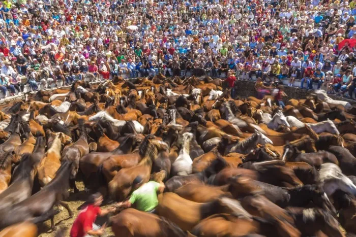Framed Print : Wild horses rounded up in the crowded arena during the Rapa das Bestas (Shearing Framed Print : Wild horses rounded up in the crowded arena during the Rapa das Bestas (Shearing